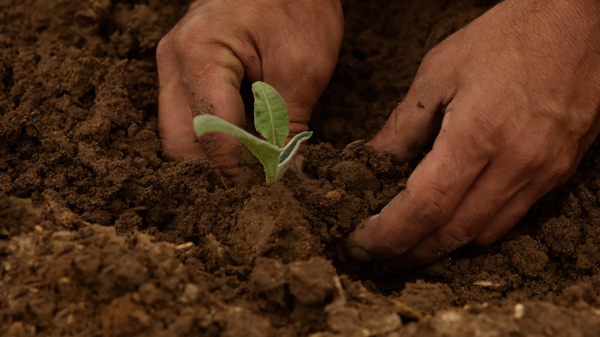 Agrokultur Gemeinschaft