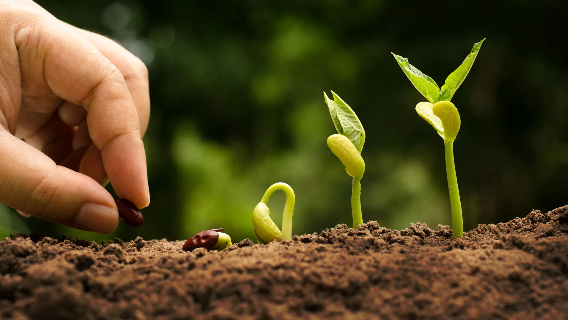 Bedeutung des Feldes